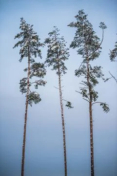A group of three snow covered Pine trees against a blue sky 스톡 사진