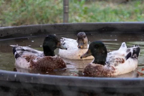 Group of Three Snowy Call Ducks swimming in there little pool Stock-Fotos