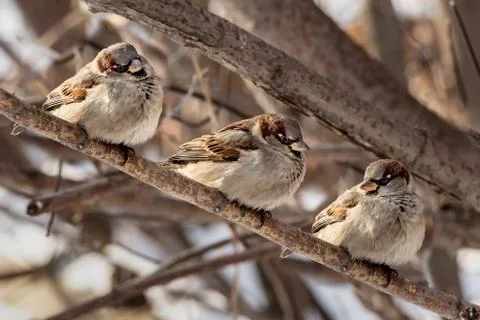 Group of three sparrows sits on the brown branch of a tree in the park in win Stock Photos