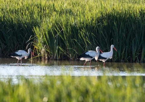 A group of three storks walking in the same direction on a pond in a city par Stock Photos