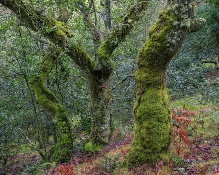 A group of three trees seem to dance in an ancient forest Stock Photos
