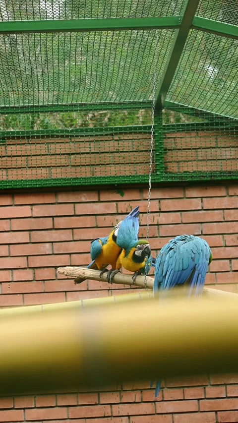 Group of three vibrant blue and yellow macaw parrots perched on branch inside Stockbeeldmateriaal 344159389