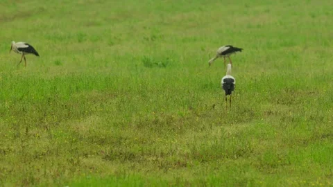 Group of three white storks, ciconia ciconia, foraging for food on pasture. Video stock 277562677
