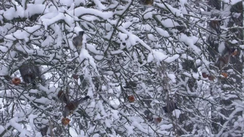 Group of thrushes eats old apple in tree in winter Stock Footage 299563823