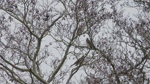 Group of thrushes perched in bare alder tree, overcast sky. 4K 60fps. Stock Footage 334132505