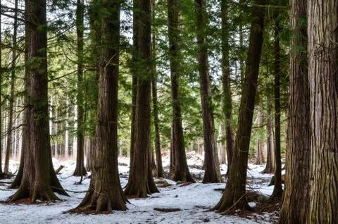 Group of thuja trees Stock Photos
