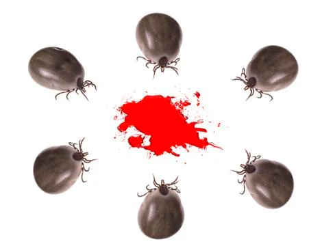 Group of ticks Stock Photos