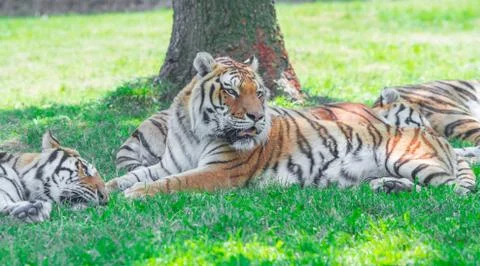Group of tiger lying in the grass Stock Photos