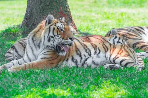 Group of tiger lying in the grass Stock Photos
