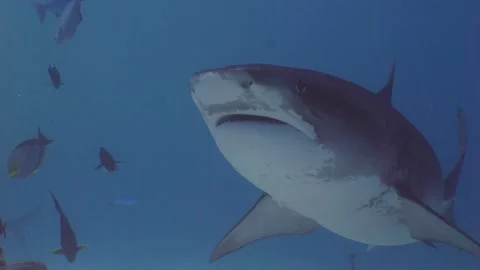 Group of Tiger Sharks, under water shot Stock Footage 234731359