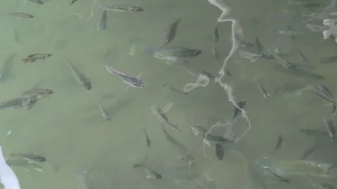 A group of tilapia in an artificial lake Stock Footage 242571004