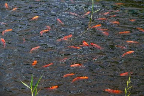 Group of tilapia feeding on the surface of the pool Stock Photos