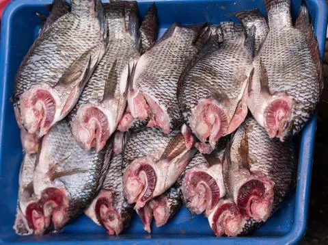 Group of tilapia fish Stock Photos