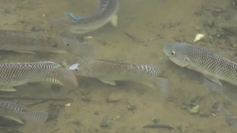 A group of tilapia swimming back to their nests in the stream. Stock Footage 341819538