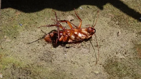 A group of tiny ants are on a cockroach Stock Footage 311718686