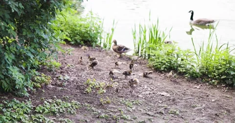 Group of tiny baby ducks with the mommy duck on the shore of a lake scratching Vídeos de archivo 157025624