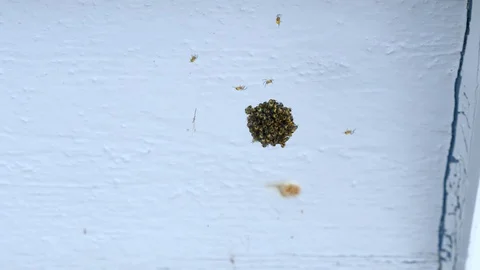 A group of tiny baby spiders all together in a ball Stock Footage 119002525