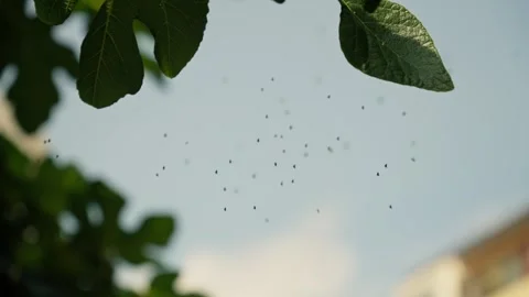 A group of tiny black bugs on a leafy tree Stockbeeldmateriaal 255604875