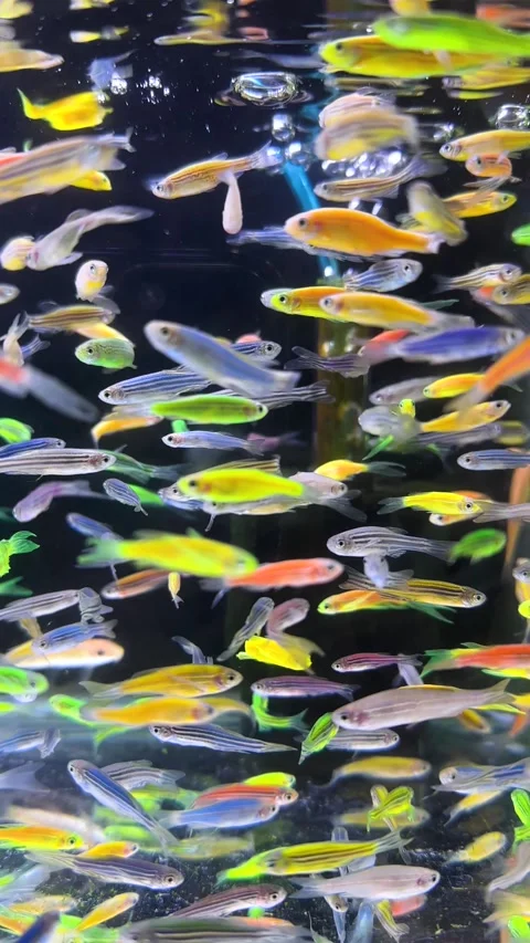 Group of tiny colorful tropical fish are swimming underwater in freshwater Stockbeeldmateriaal 322511089