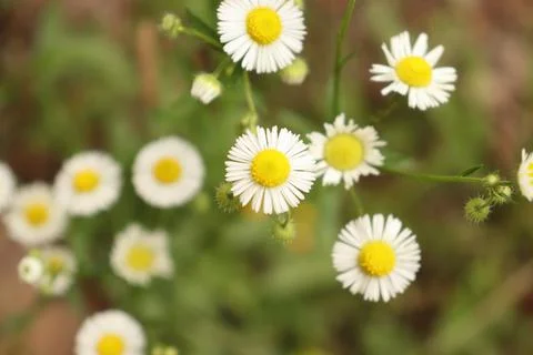 Group of tiny daisies with green background Foto stock