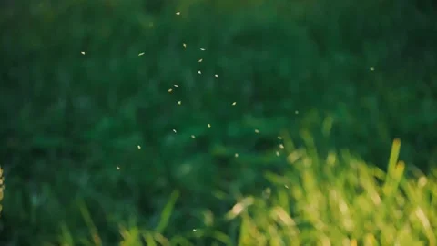 Group of tiny firefly insects fly in place inside glowing sunbeam Stock Footage 312350748