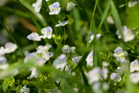Group of tiny flowers Stock Photos