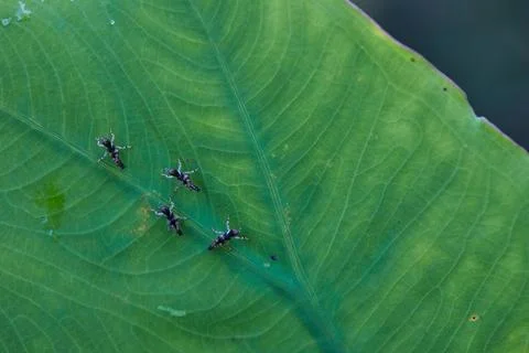 Group of tiny grasshopper on green leaves Stock Photos