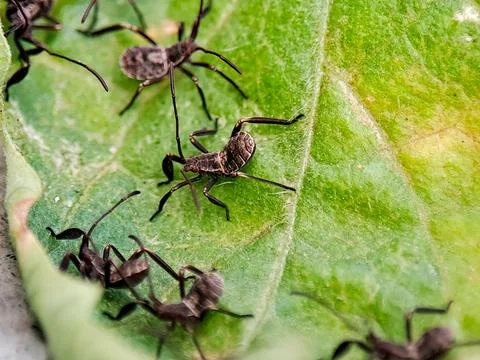 A group of tiny insects with long, spindly legs, possibly nymphs, are crawl.. Stock Photos