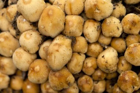Group of tiny mushrooms Stock Photos