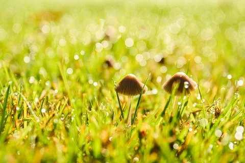 Group of tiny mushrooms Stock Photos
