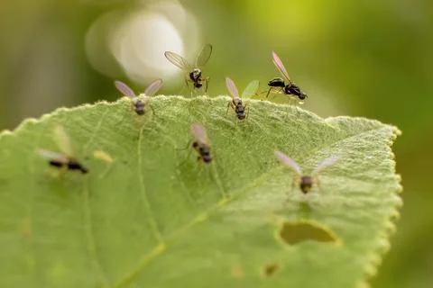 A group of tiny parasitic black wasps on a leaf, one of them with a drop, in  Foto stock