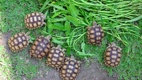 Group of Tiny Tortoise Eating Morning Glory on the ground. Stockbeeldmateriaal 170432761