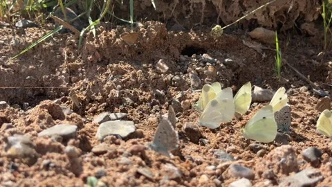 A Group of Tiny White Butterflies in a Ritual Dance on a Sandy and Stony Stockbeeldmateriaal 312093803