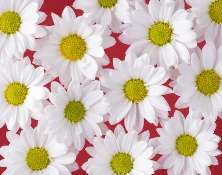 Group of tiny white daisies over red background Stock Photos