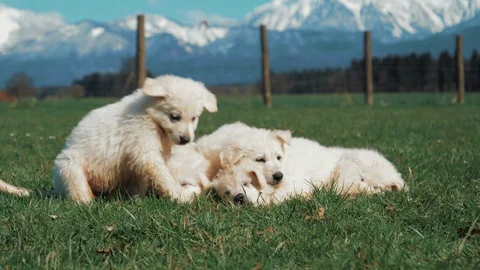 A group of tiny white shepherd puppies sleep in the green meadow Stockbeeldmateriaal 107738893