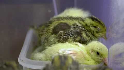 The group of tiny yellow chicks in the box Stock Footage 134994235
