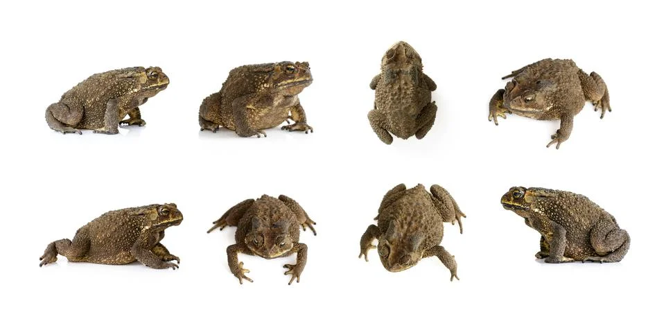 Group of toad(Bufonidae) isolated on a white background. Amphibian. Animal. Stock Photos