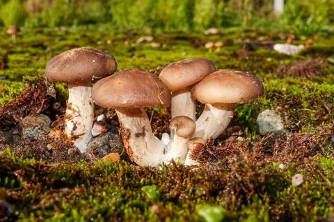 Group of toadstool growing on a bed of moss Stock Photos