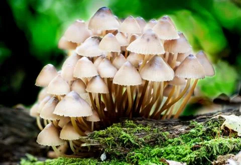 Group toadstools mushrooms on a tree stump Stock Photos