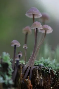 Group of toadstools on the old stump Stock Photos