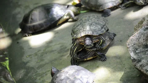 Group of tortoise Stock Footage 26319751