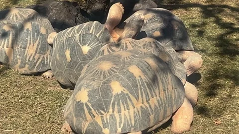 Group of tortoises Stock Footage 305867475