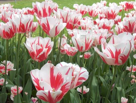 A group of toulips in spring Stock Photos