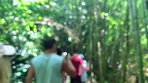 Group of tourists are walking through green forest while traveling on tropical Vídeo Stock 155009437