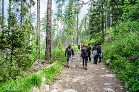 Group of tourists go on a forest path. Stock Photos