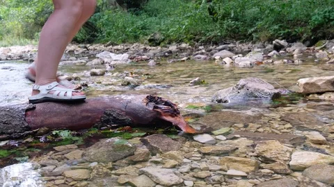 A group of tourists passes the mountain river on a log and stones. Stock Footage 106101494