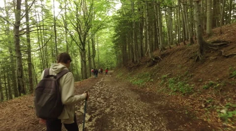 Group of tourists on a path exploring a beautiful forest on a summer day Stock Footage 68417312
