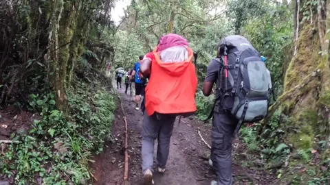Group of tourists walk along a forest path past tropical green trees Stock-Footage 169338366