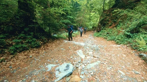 A group of tourists walking through the summer forest 스톡 동영상 95230449