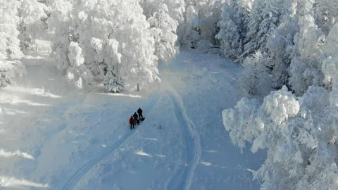Group of tourists is walking through the winter forest. People are walking on Видео 158350540
